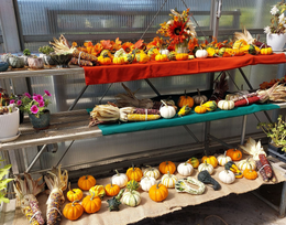 Pumpkins and gourds