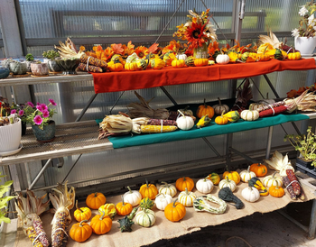 Pumpkins and gourds