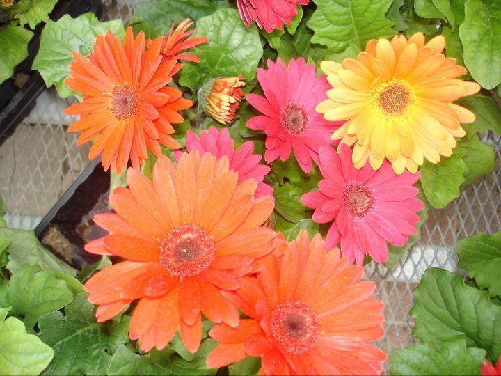 Garden Center
