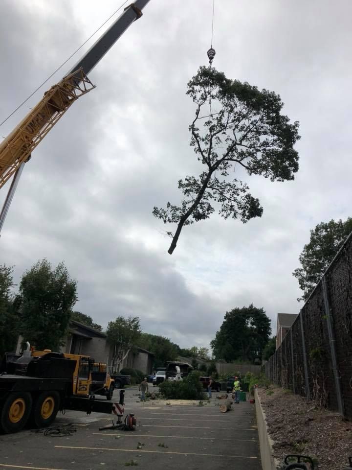 A crane is lifting a tree in the air