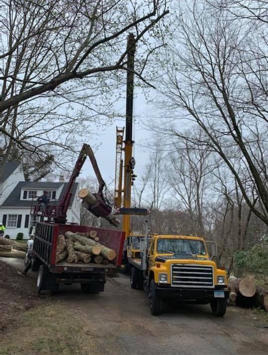 A crane is lifting a tree trunk into a truck.