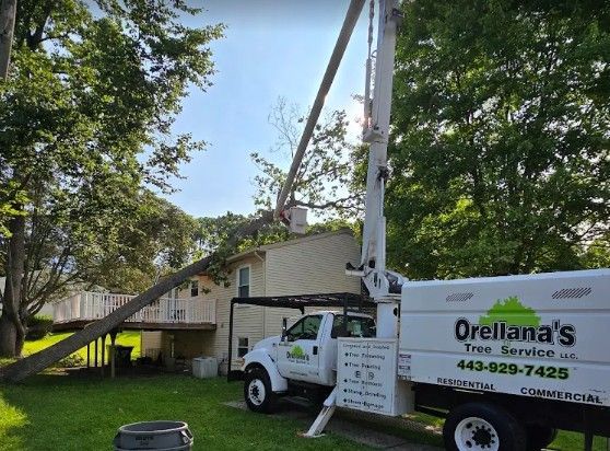 About | Orellana Tree Service