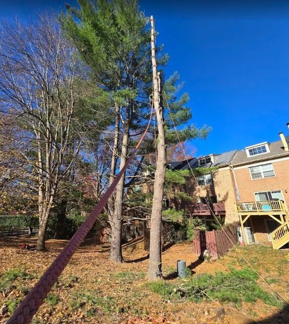 Backyard with tall trees, a red strap or cable, and a brick apartment building under a clear blue sky