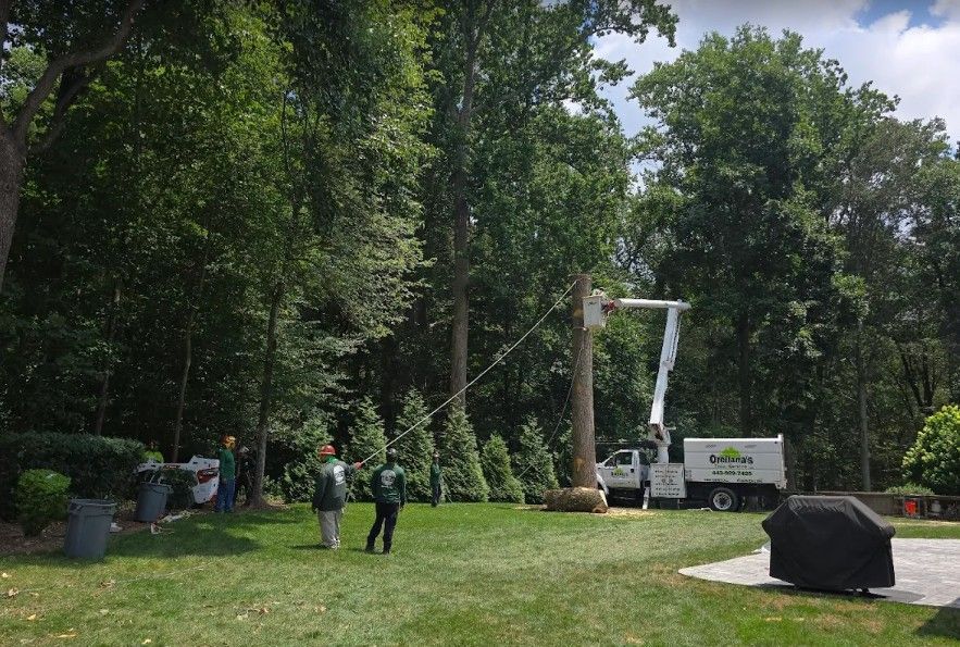 People in a grassy park beside a tree truck and boom lift, with tall trees and a covered object nearby