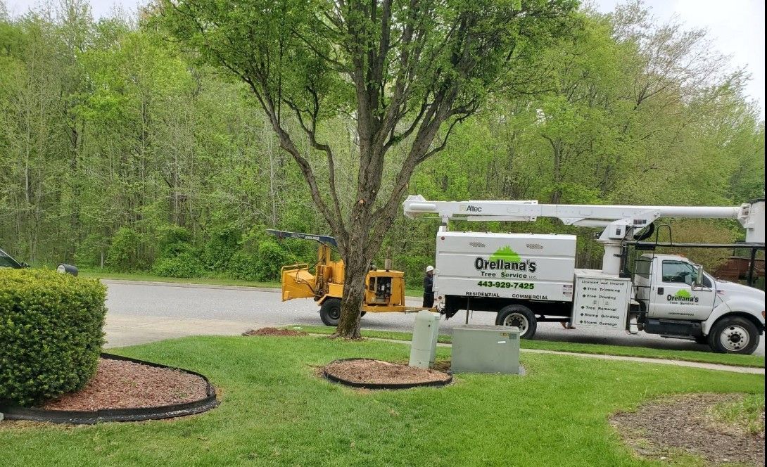 Tree service truck and yellow lift parked beside a large tree in a grassy yard.