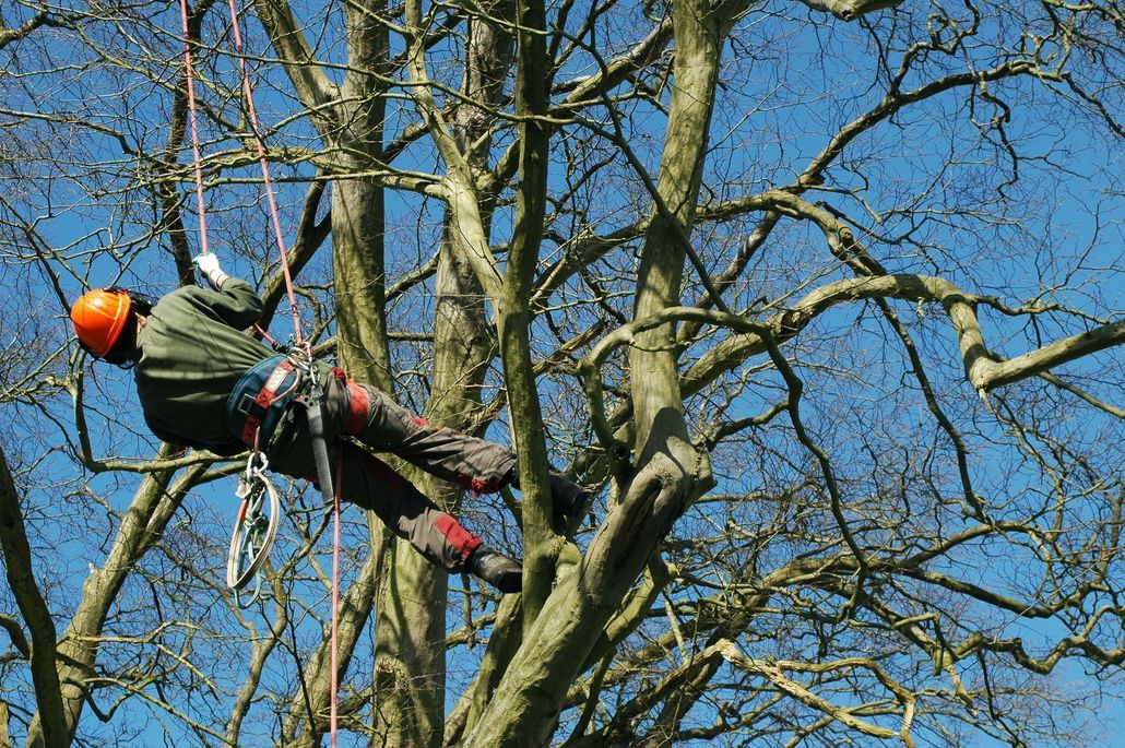 Arborist in orange helmet and safety gear trimming a tree high among bare branches under a blue sky