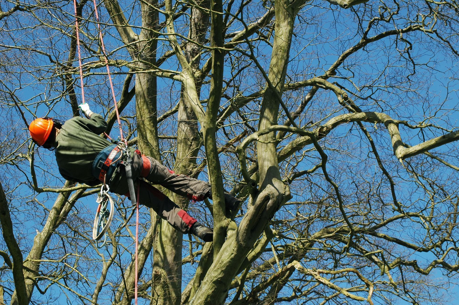 Arborist in orange helmet and safety gear trimming a tree high among bare branches under a blue sky