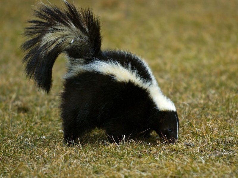 Skunk
