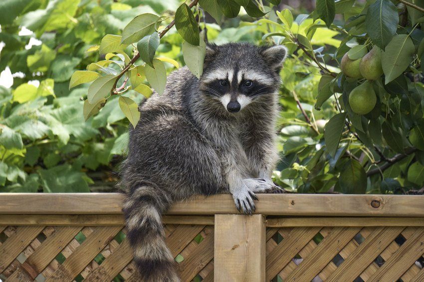 Raccoon on the fence