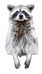Critter Man Raccoon