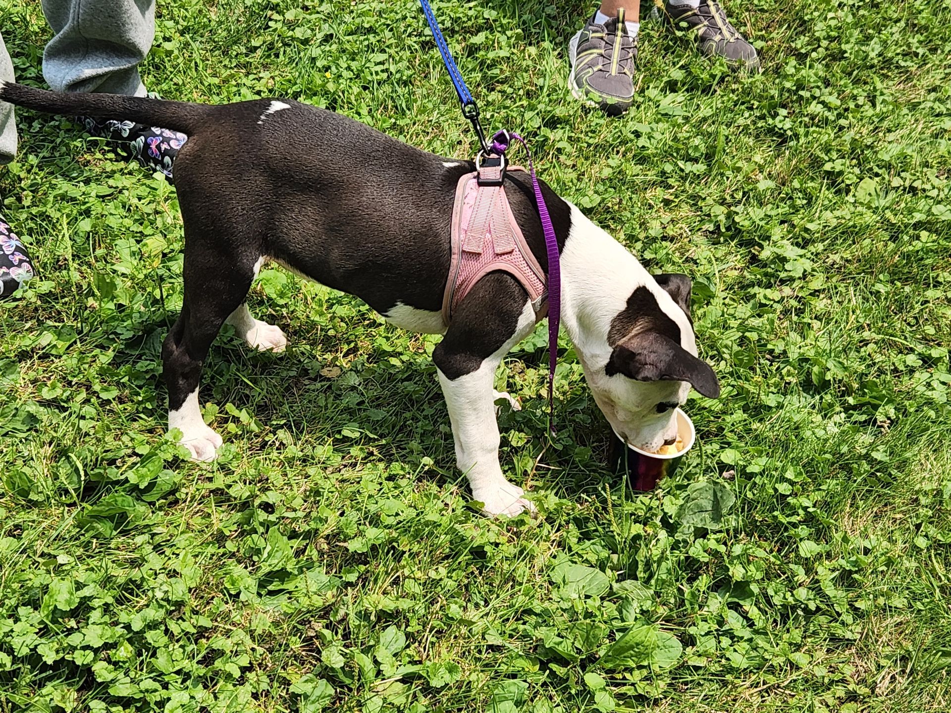 Black and white dog with a pink harness sniffing something on the green grass. A person's legs are visible nearby.