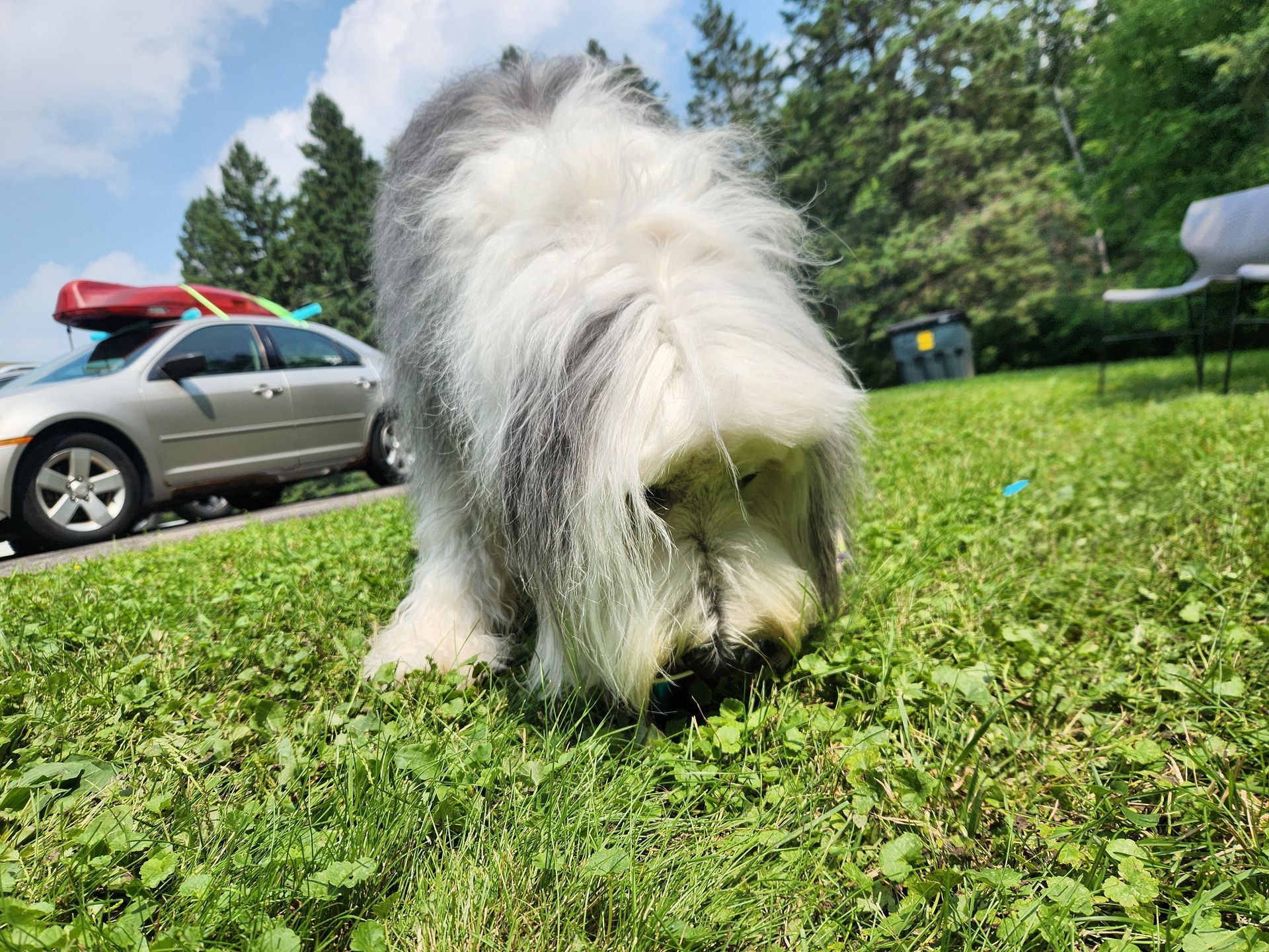 Shaggy Old English Sheepdog sniffing the green grass on a sunny day. A car with a kayak on top is in the background.
