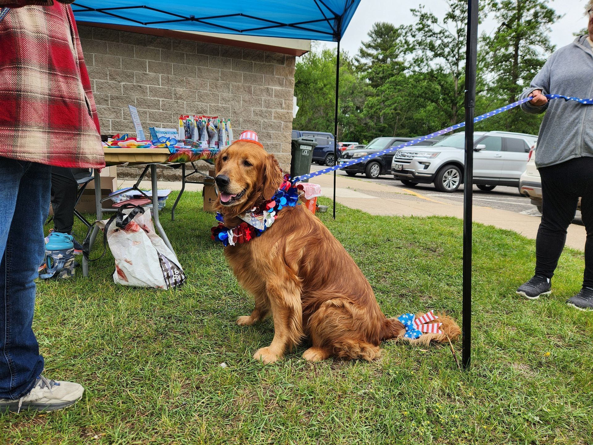 Golden retriever in patriotic decorations sits on grass near table, people, and cars.