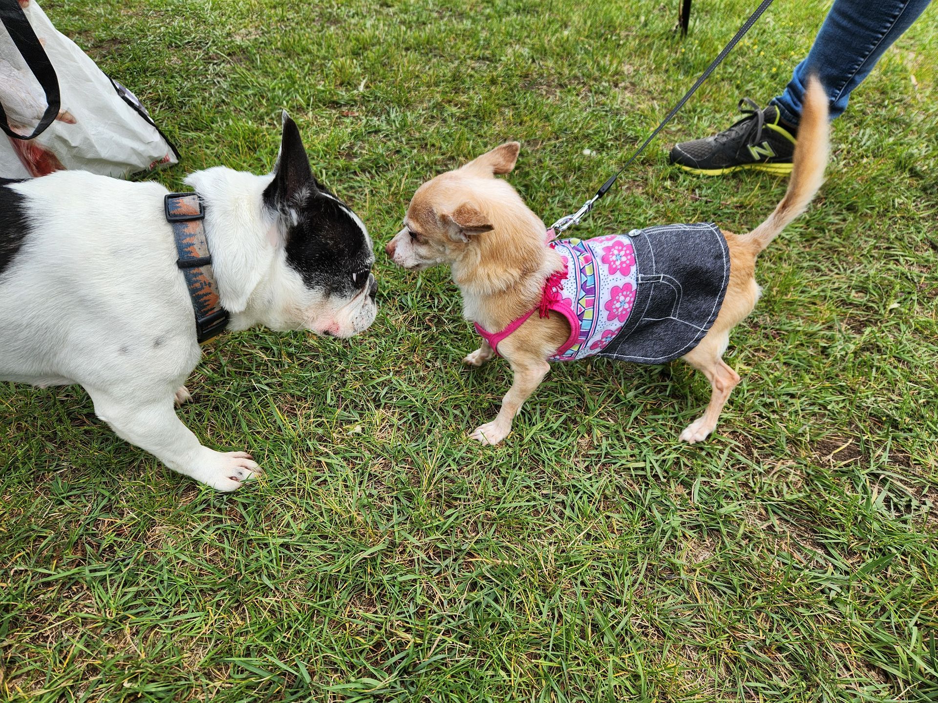 Two dogs facing each other on grass: a white and black bulldog and a small beige dog wearing a pink harness and shirt.
