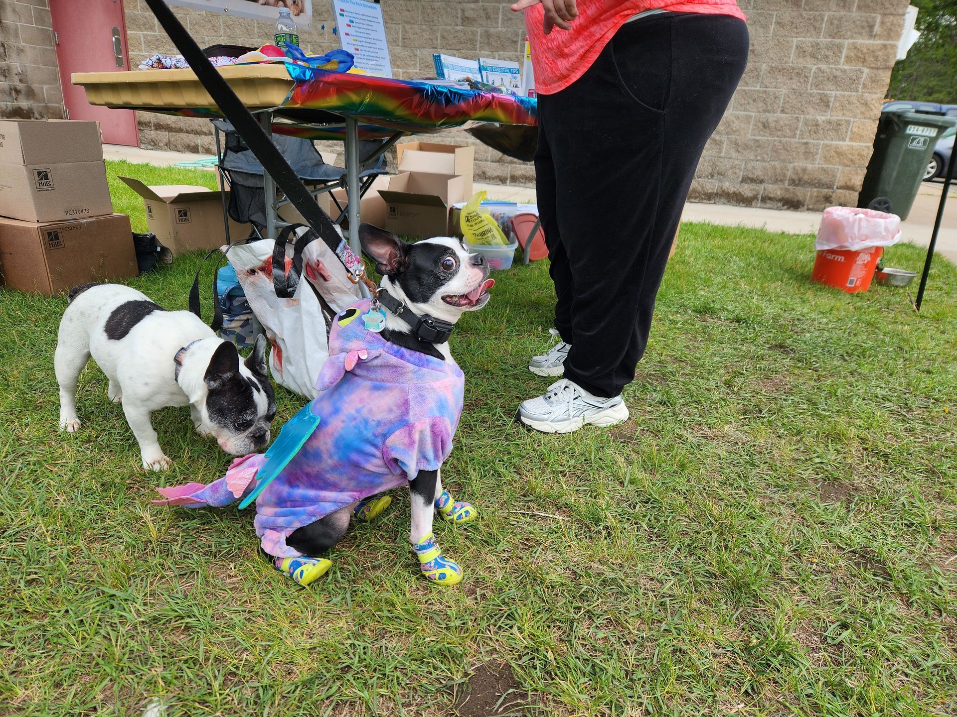 Three dogs on grass, one in purple outfit, near table with person.