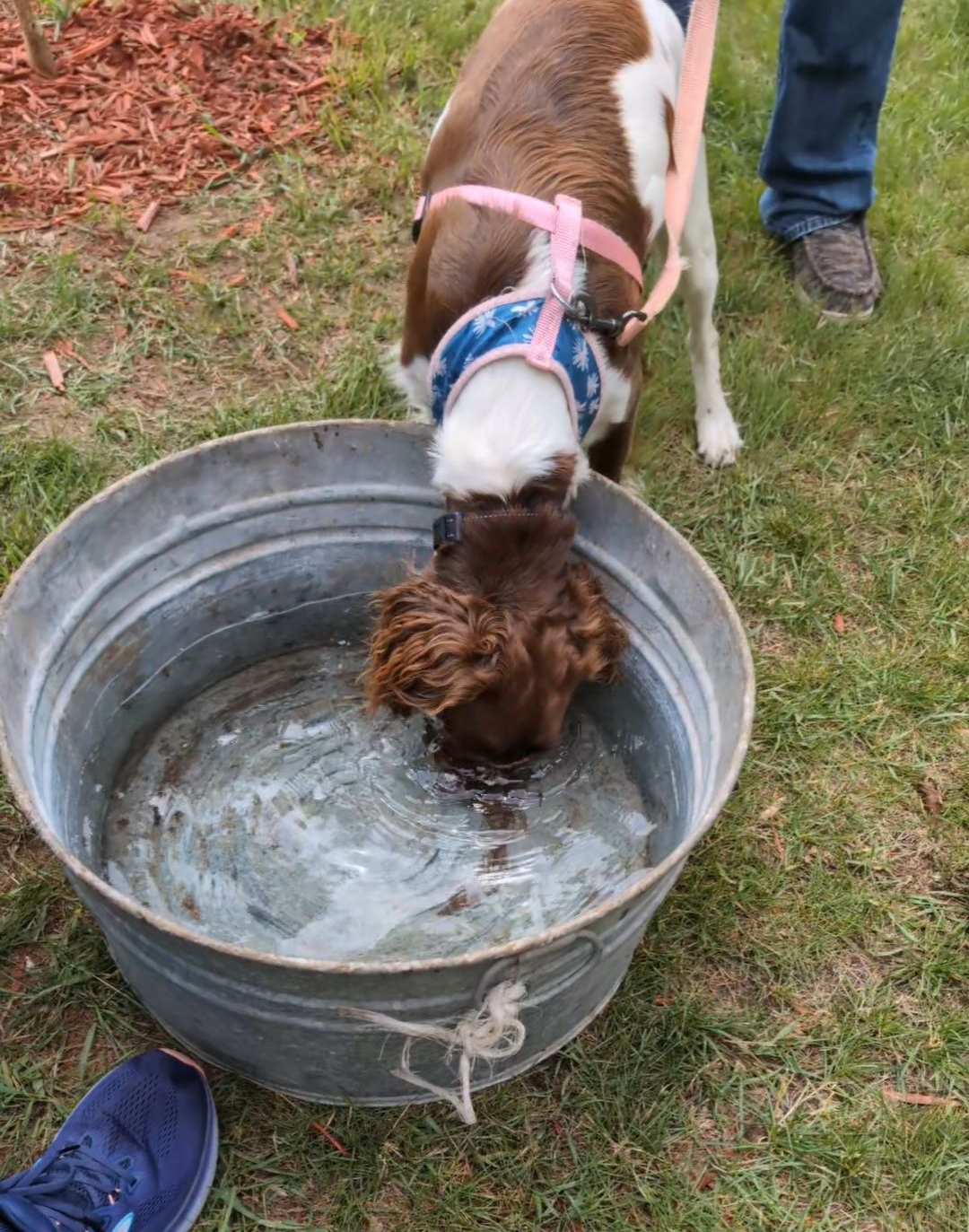 A dog with a muzzle in a tub of water on grass. A person in jeans and blue shoe visible.