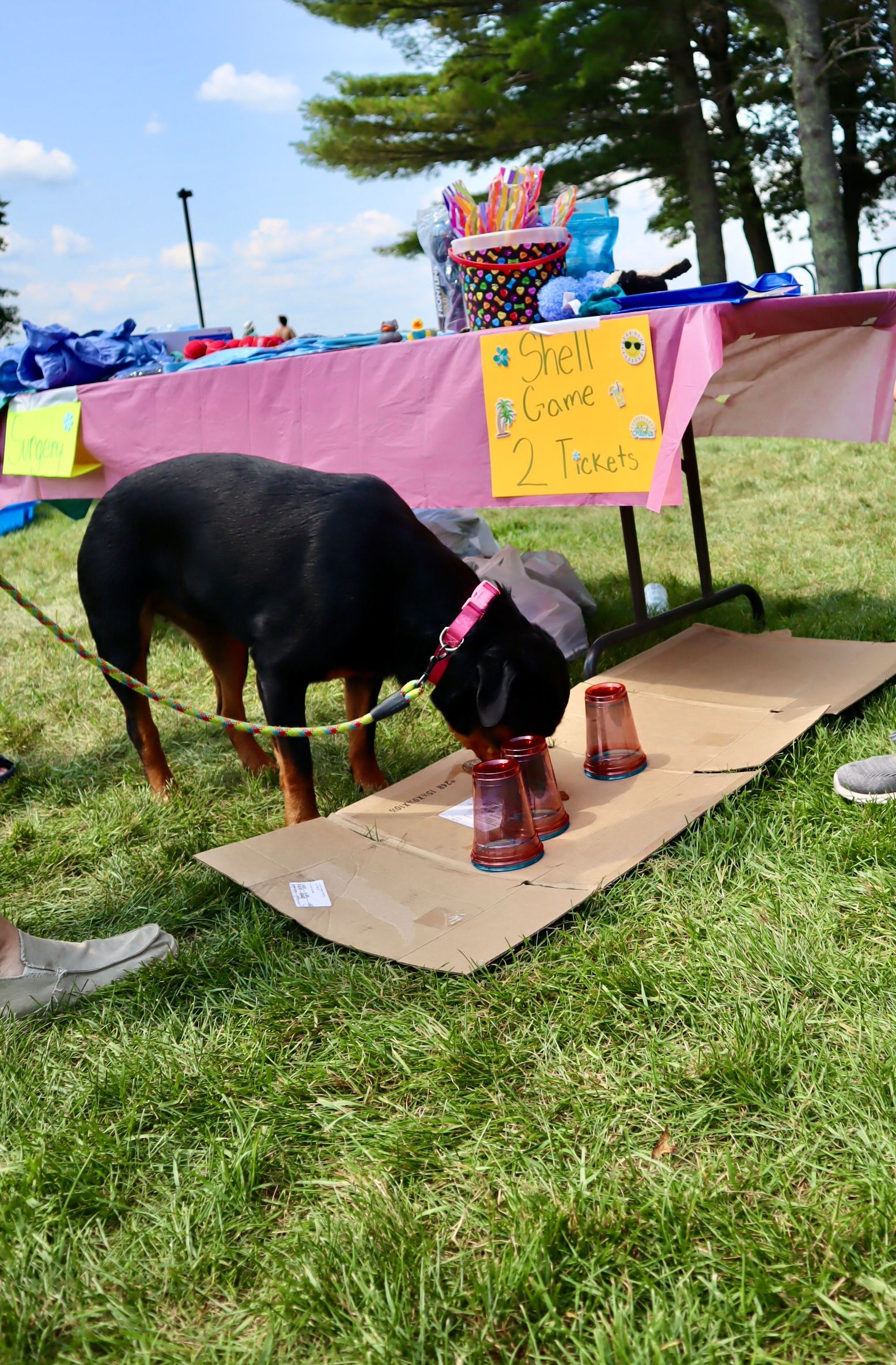A dog is sniffing a pair of boots on a cardboard box.