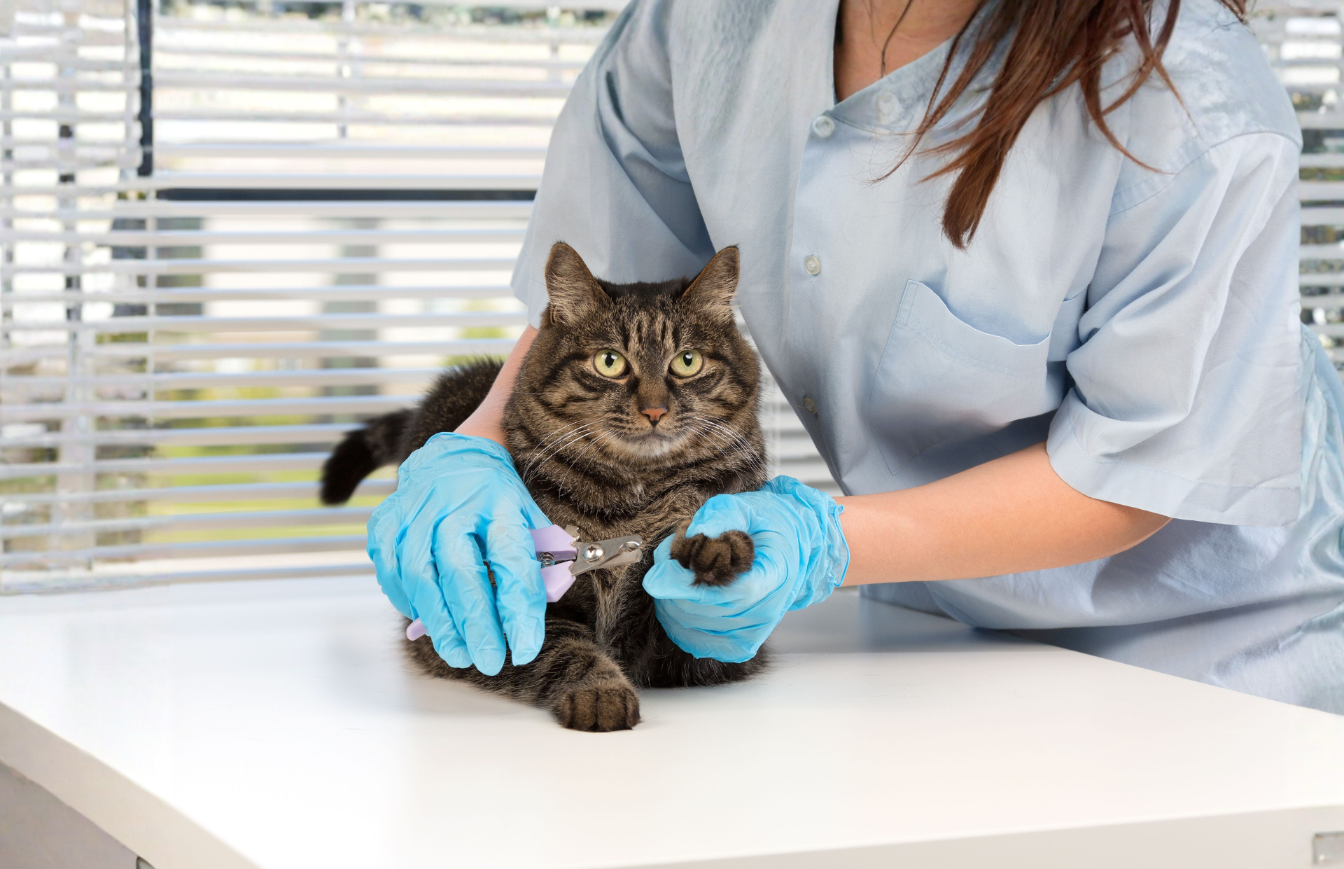 Veterinarian in blue gloves examining a tabby cat on a white table near a window.