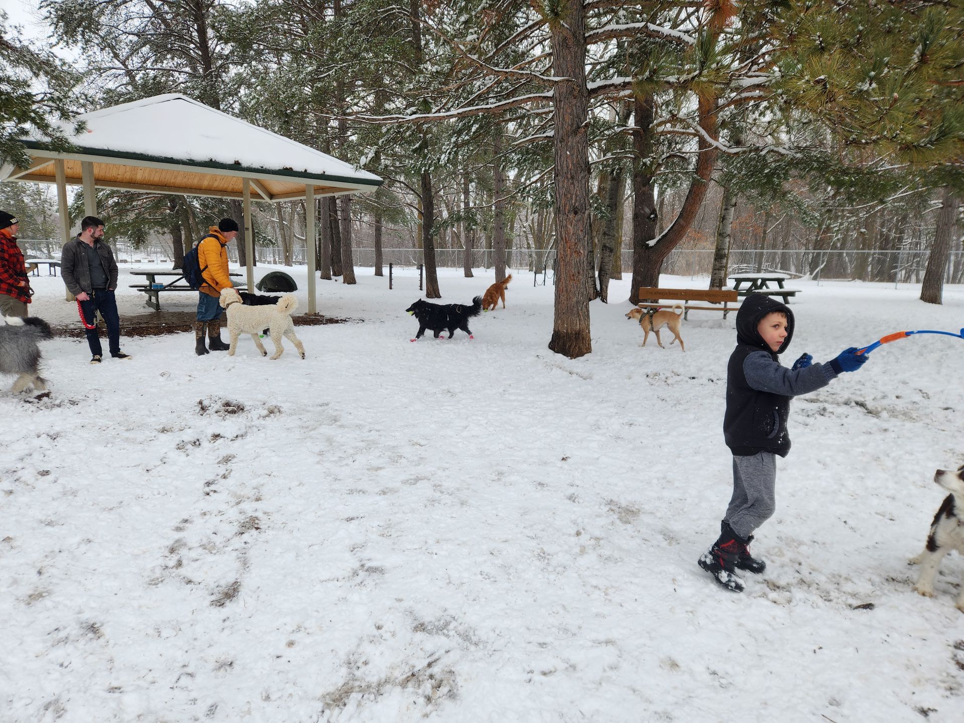 People with dogs in a snowy park, with a child at right tossing a toy