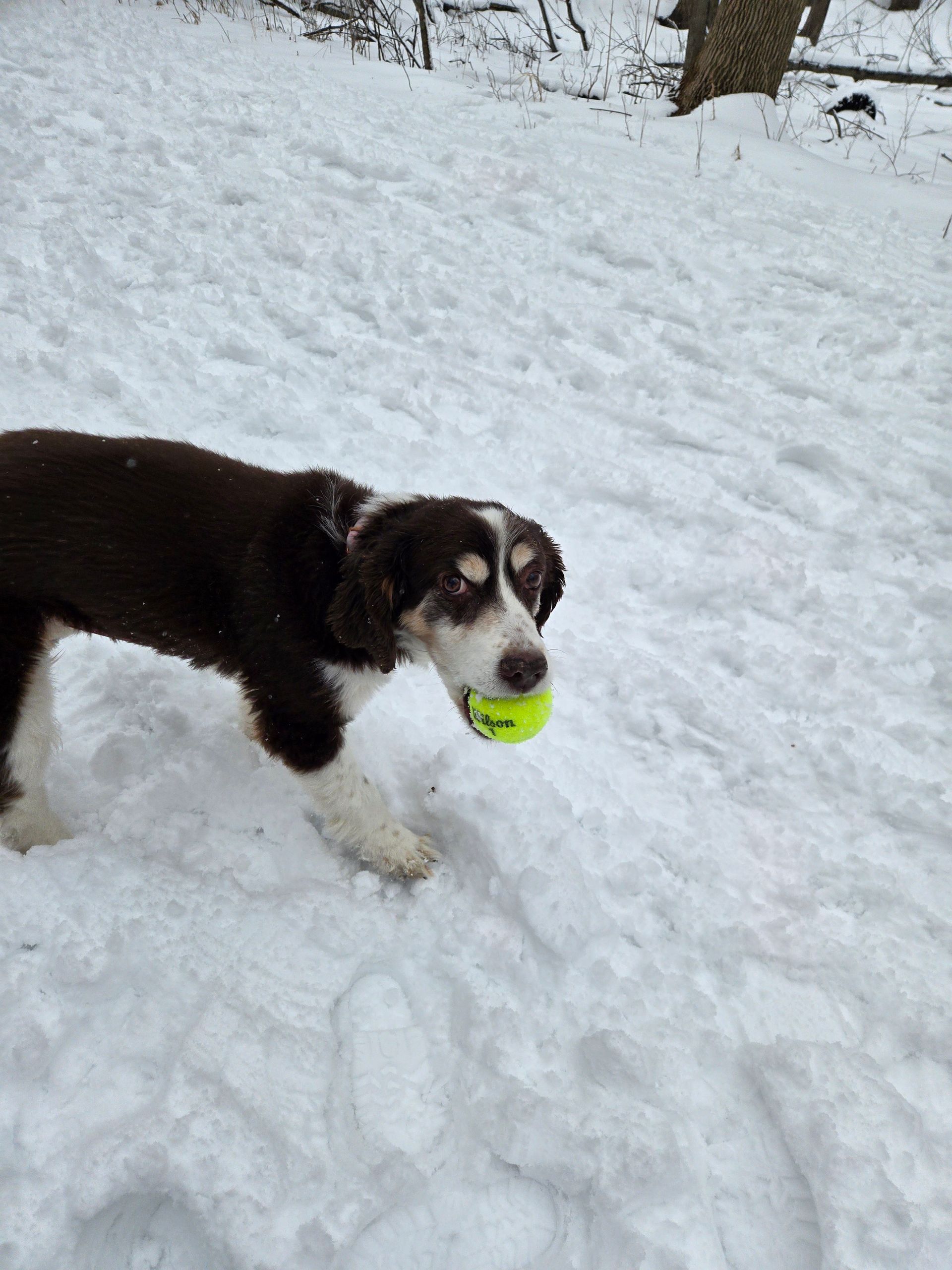 Brown and white dog holding a neon green ball in snowy ground