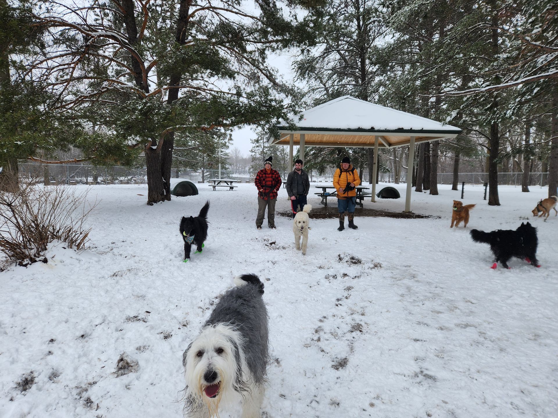 People and dogs in a snowy park near a gazebo, with one dog close to the camera.