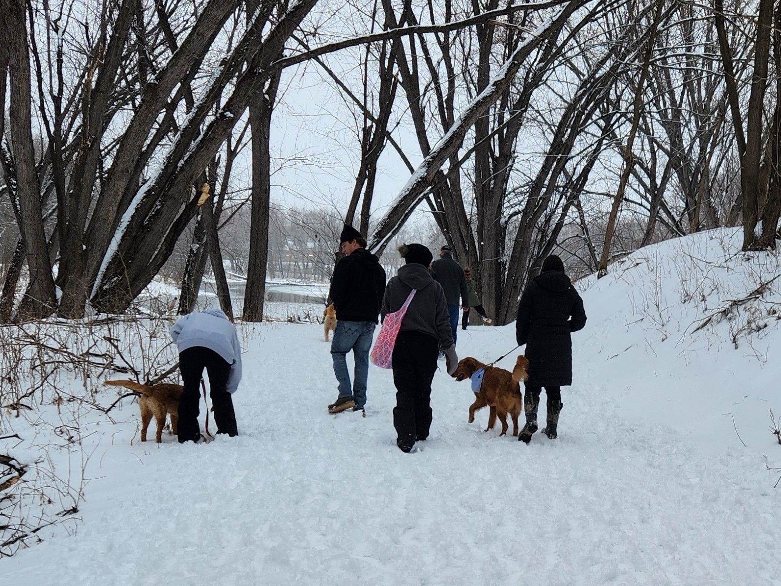 People walking dogs on a snowy trail lined with bare trees