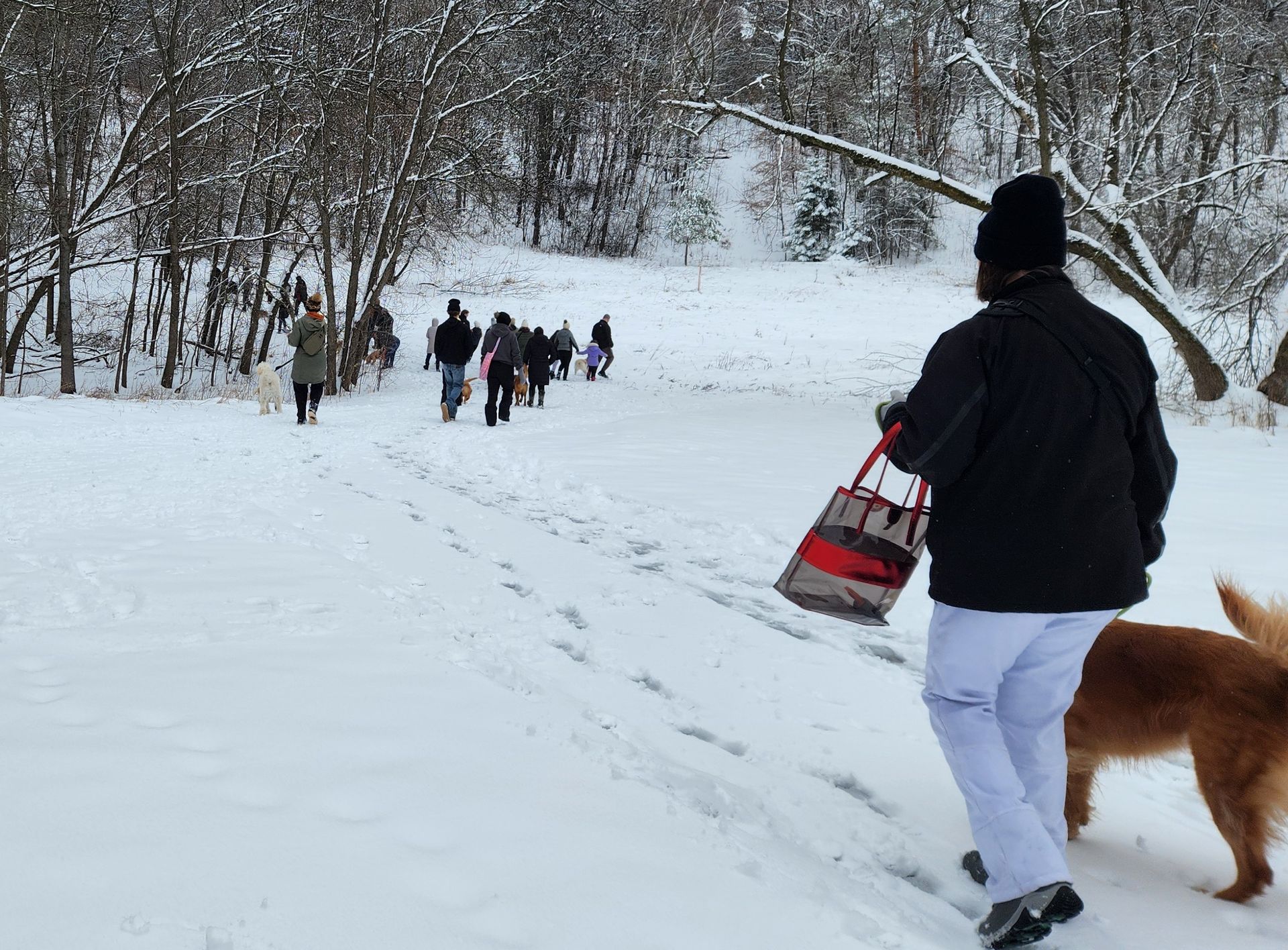 People walking on a snowy trail in a winter forest, with a person and dog in the foreground.
