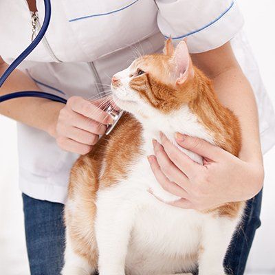 Cat veterinary