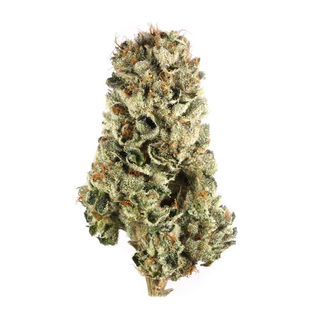 Gelato #41