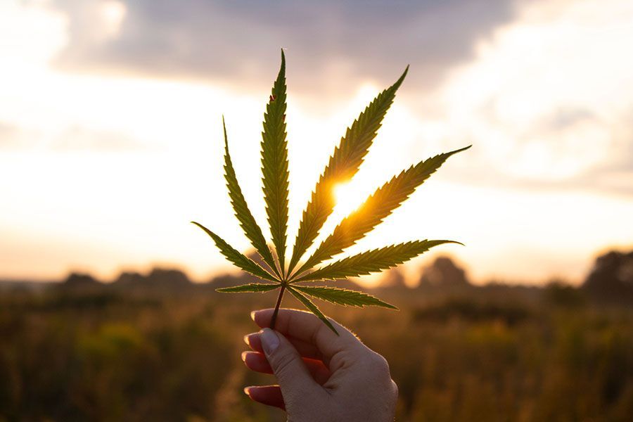 A hand holding a leaf of cannabis
