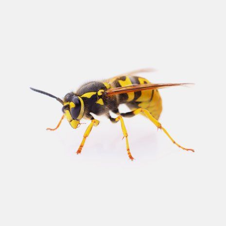 Wasp and Yellow Jacket Control
