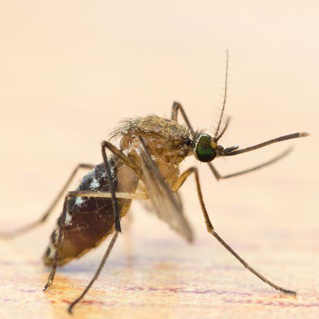 Mosquito Control