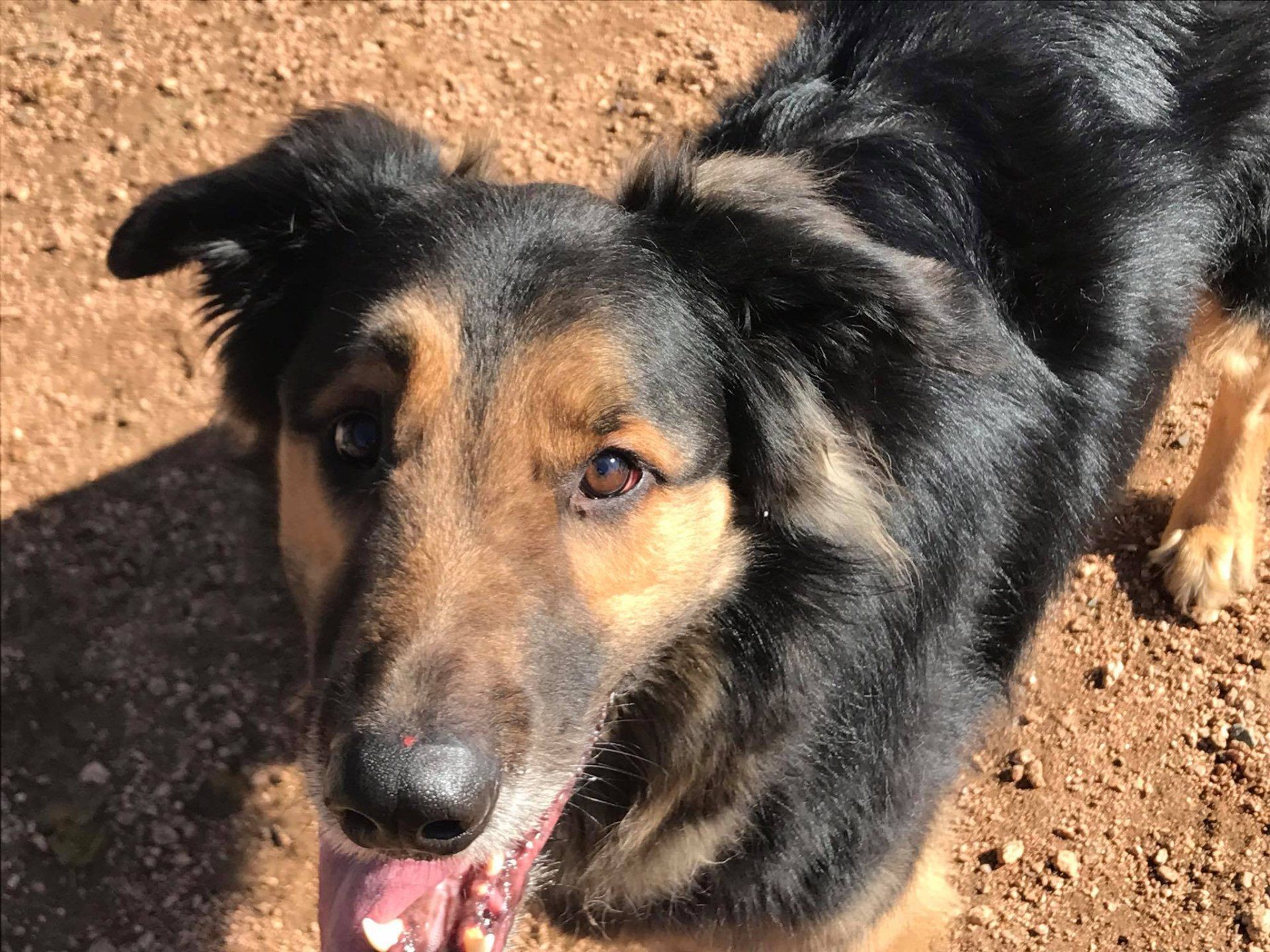 T & M Kennels Pet Day Care Rhinelander, WI