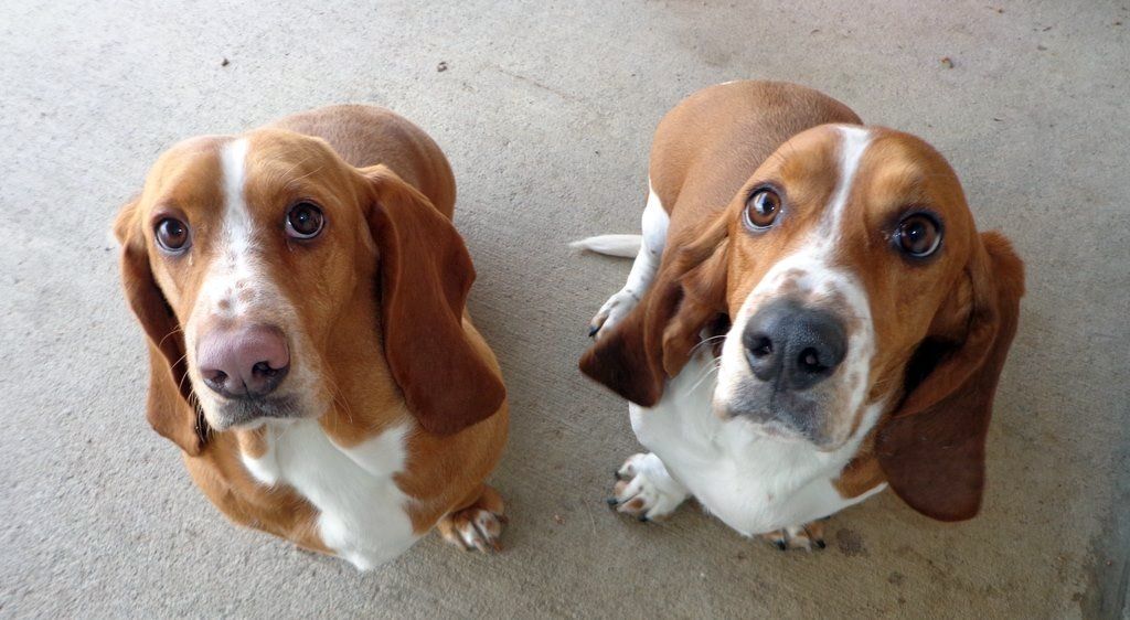 T & M Kennels Pet Day Care Rhinelander, WI