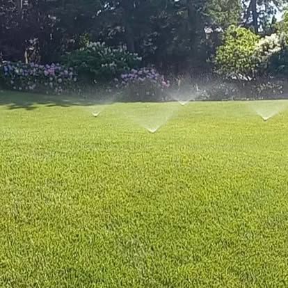 Lush green lawn with multiple sprinklers spraying water, set against a backdrop of trees and flowering bushes.