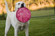 Lab catching a frisbee