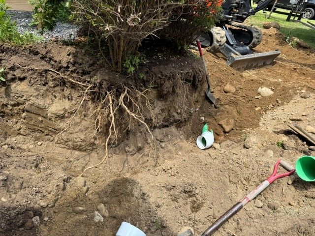 Upturned shrub with exposed roots in a dirt yard, with a shovel and garden tools nearby