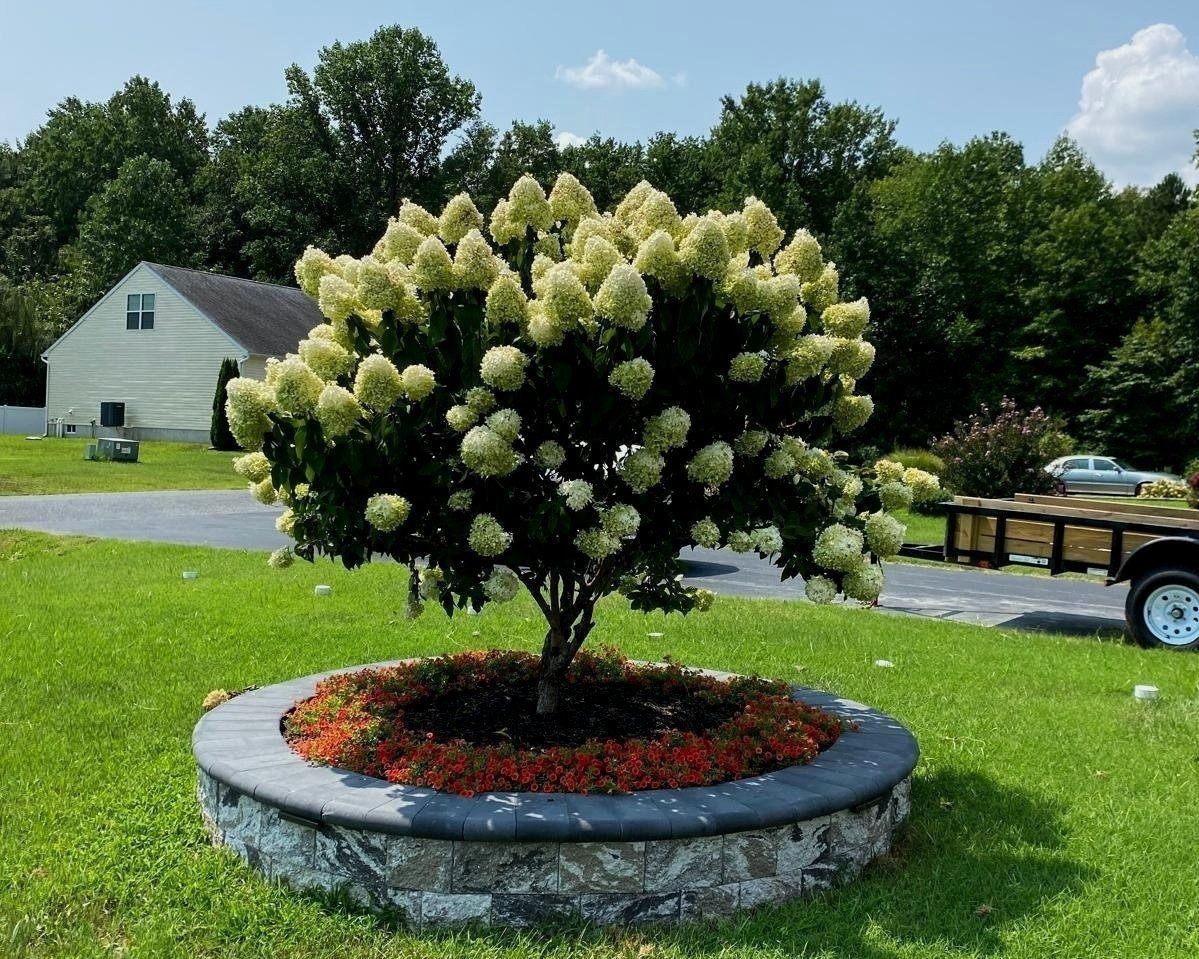 A tree in a stone planter with flowers around it