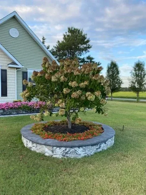 Small flowering tree in a stone circular planter beside a house on a grassy lawn.