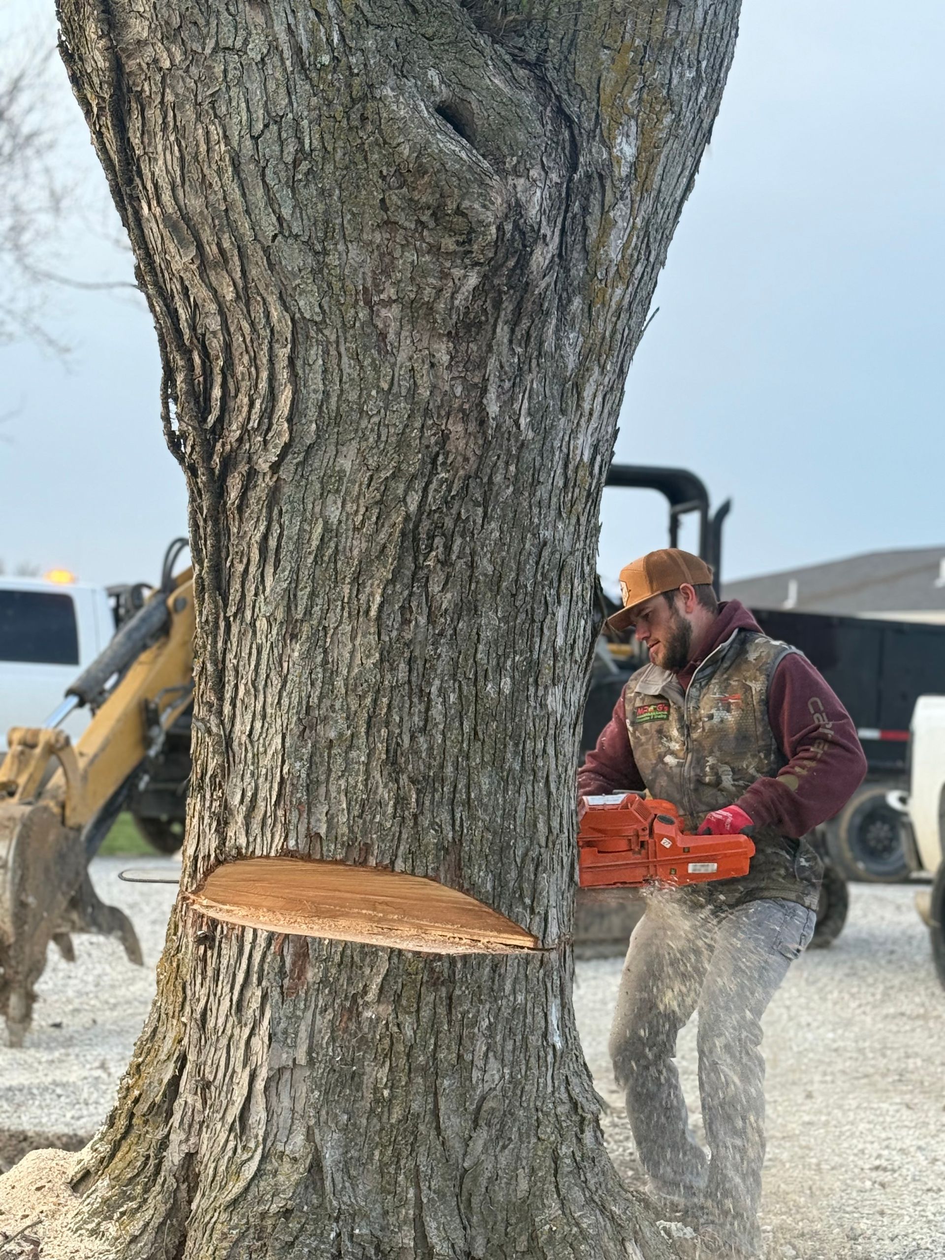 Worker using an orange chainsaw to cut a large tree trunk outdoors in snowy conditions.
