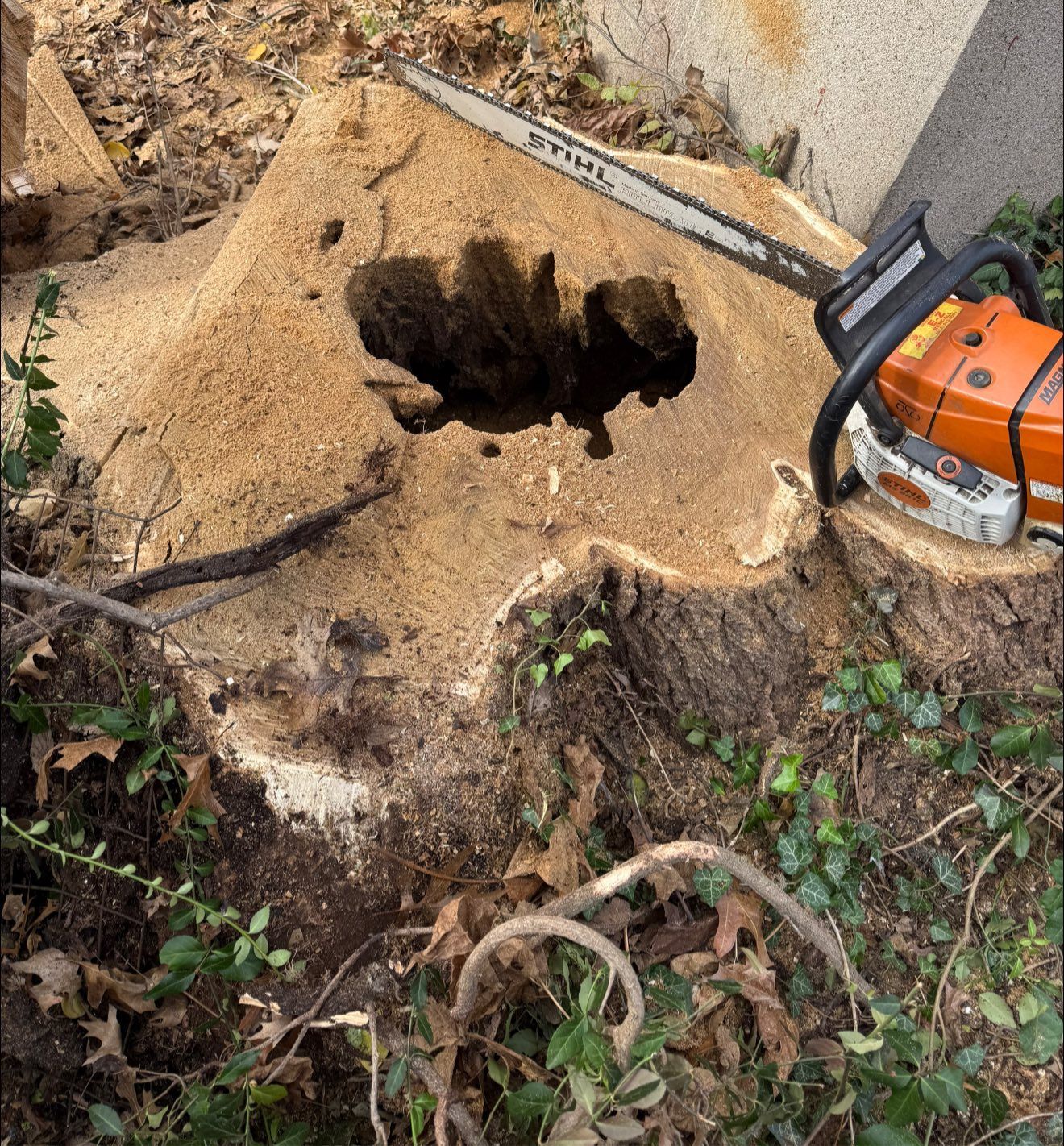 Tree stump with large hole, chainsaw on top, surrounded by wood shavings and greenery.