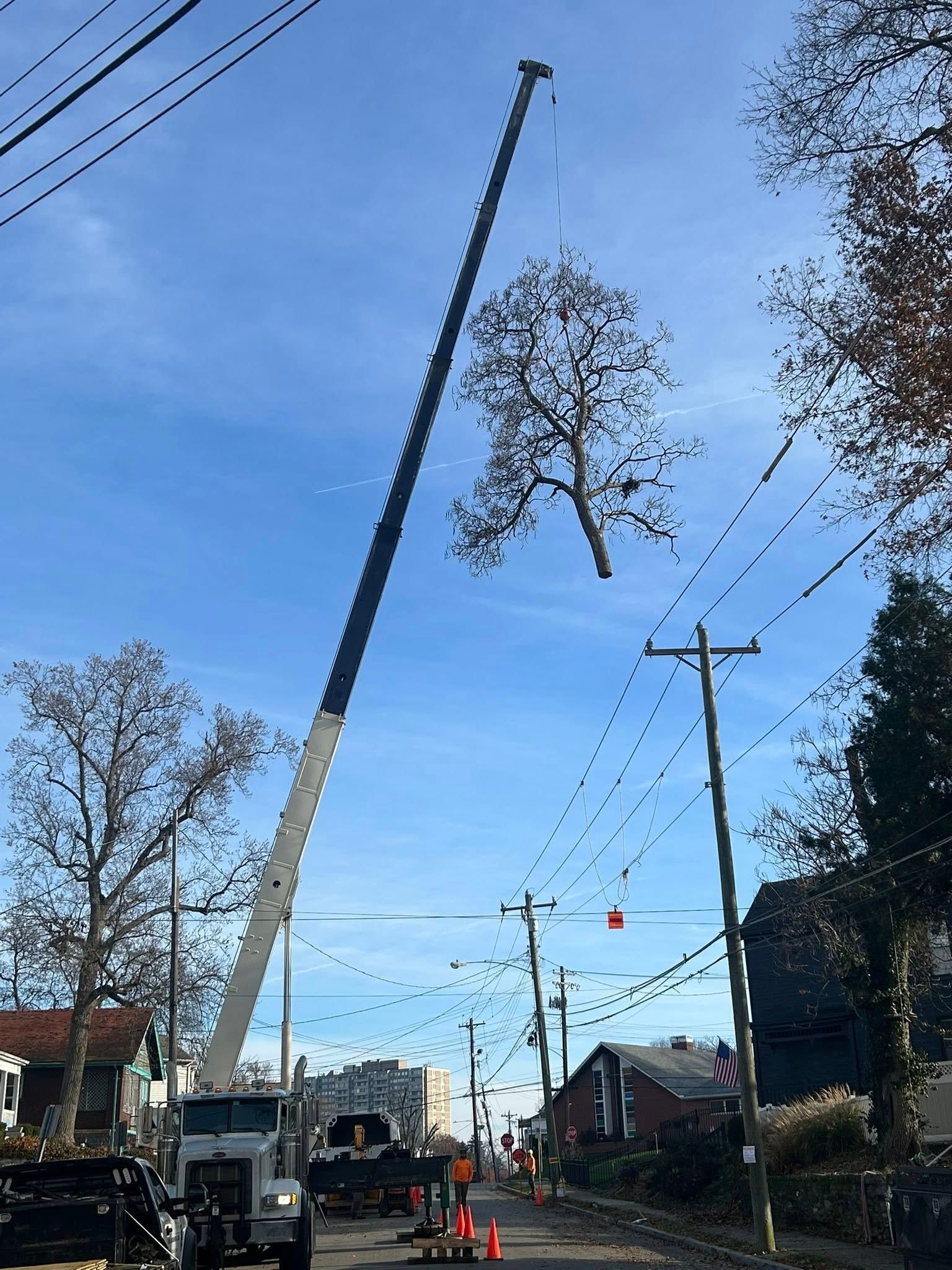 A crane lifts a tree over power lines on a street with houses and a clear, blue sky.