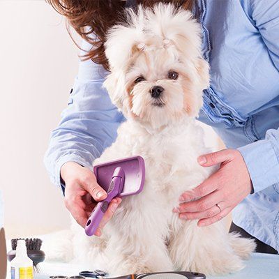 Dog Grooming