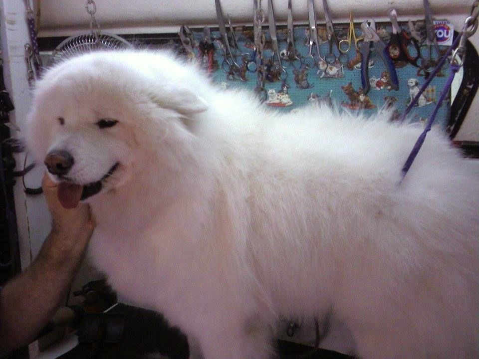 Fluffy white Samoyed dog at groomer; smiling, being held by a hand, grooming tools visible in background.