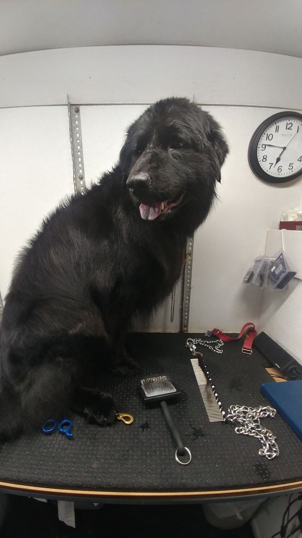 Black dog on a grooming table, smiling with a pink tongue. Grooming tools and a clock are nearby.