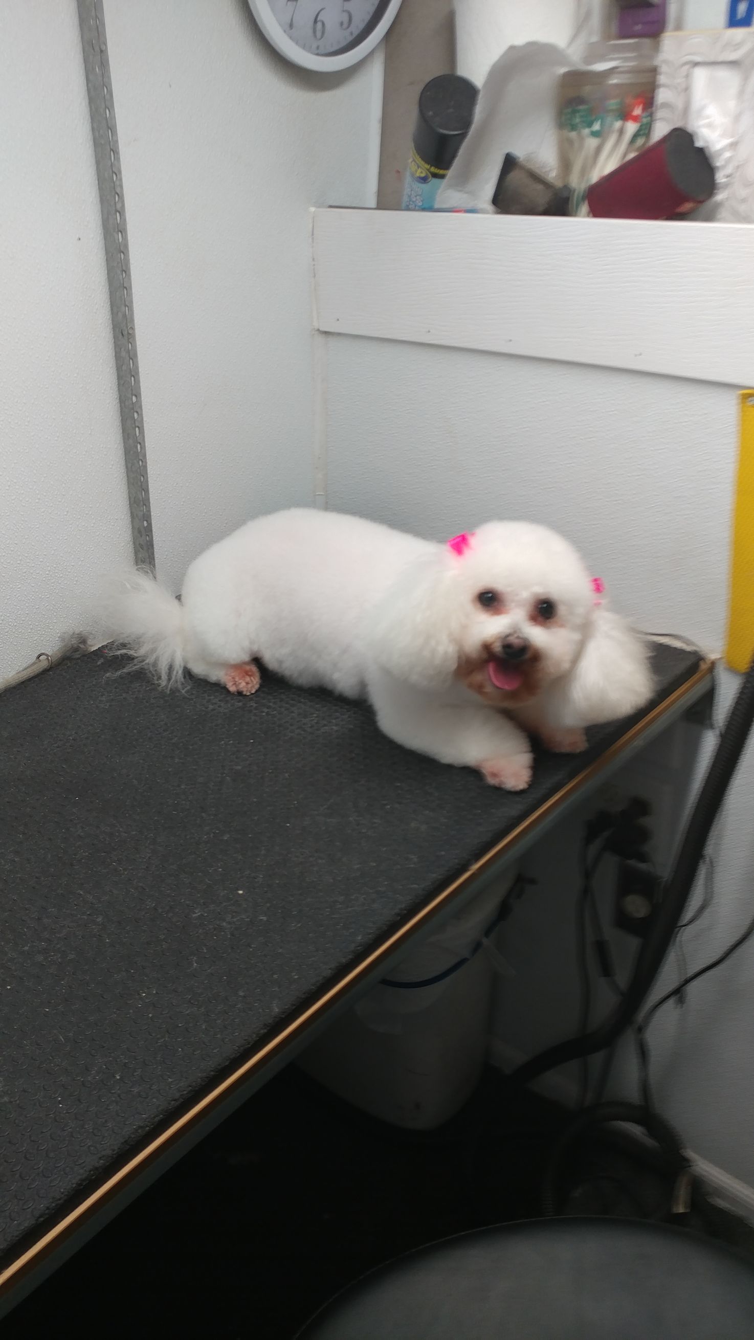 White dog with pink bows, trimmed, resting on a grooming table.