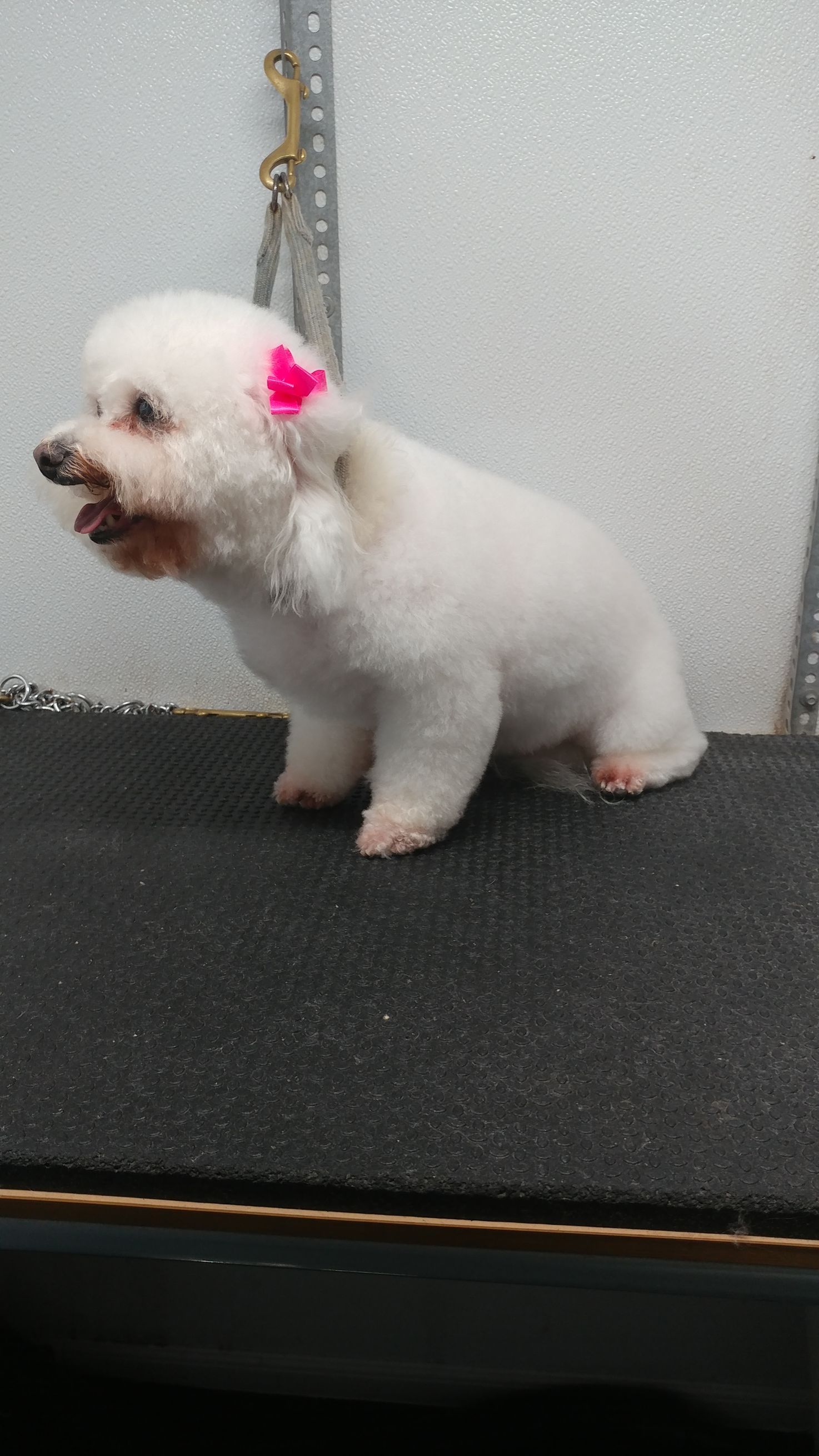White dog with pink bow sits on grooming table, looking to the left.