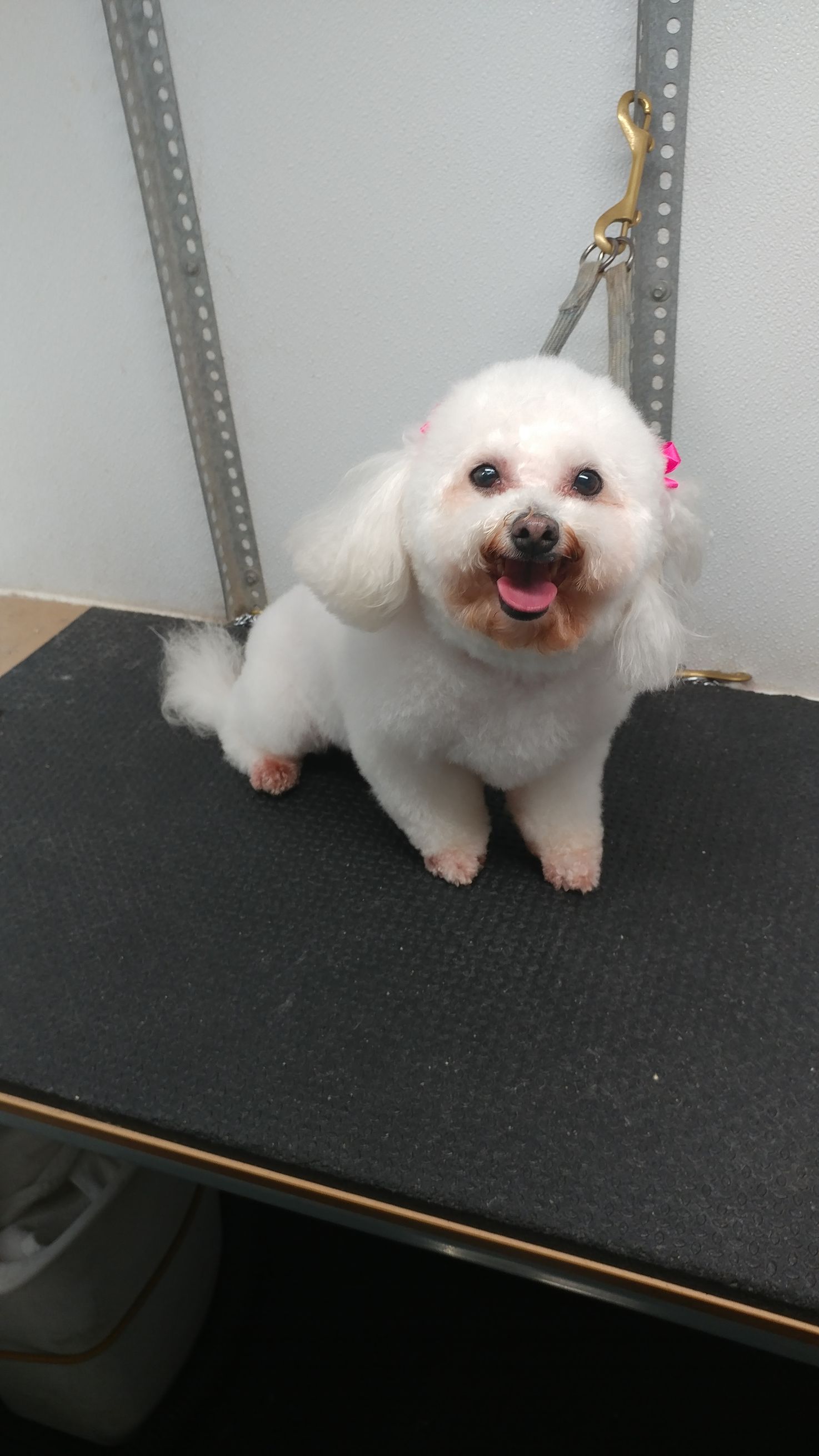 White Bichon Frise dog with a short haircut, sitting and smiling on a grooming table.
