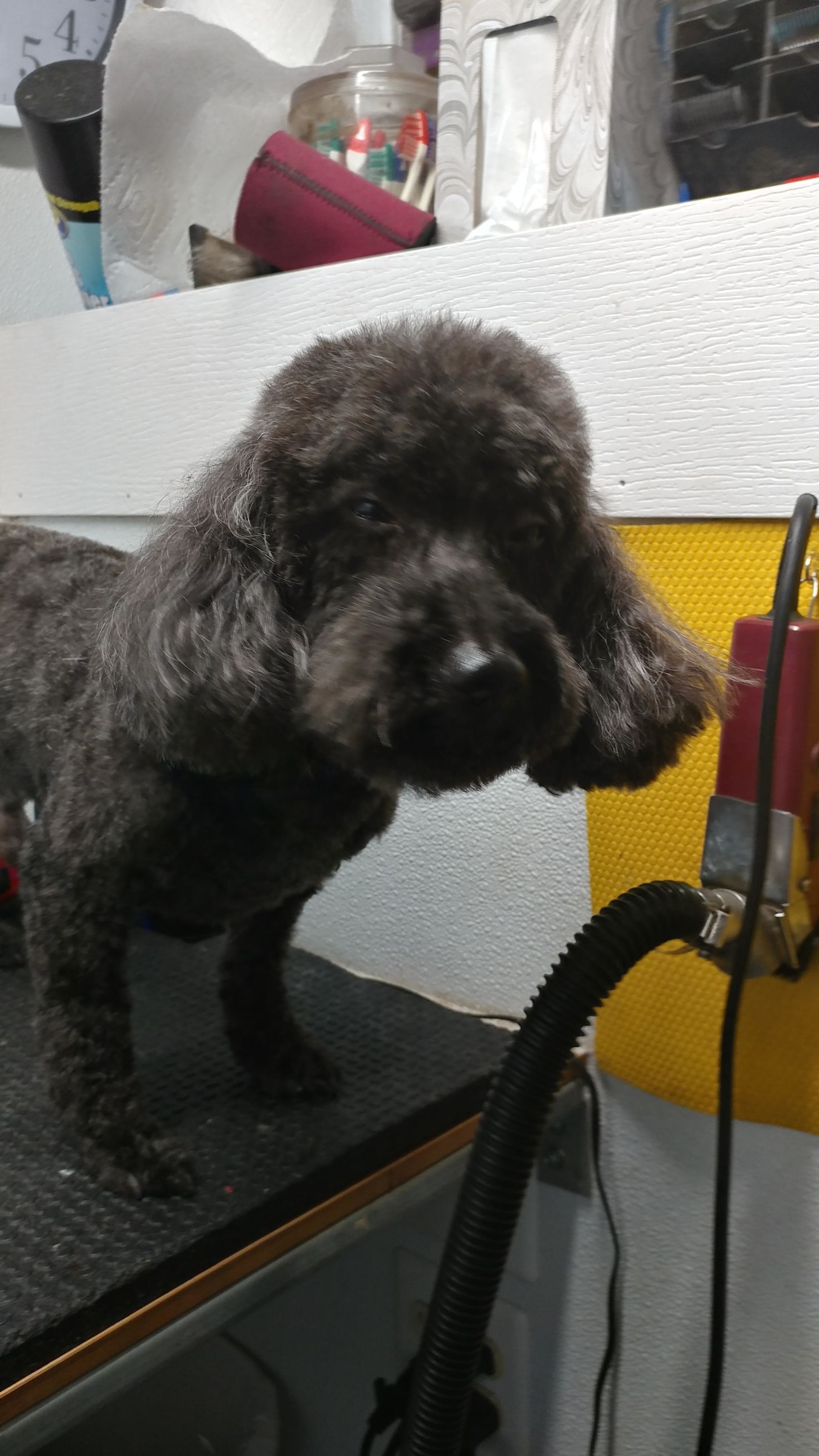 Black poodle being groomed, standing on a grooming table.