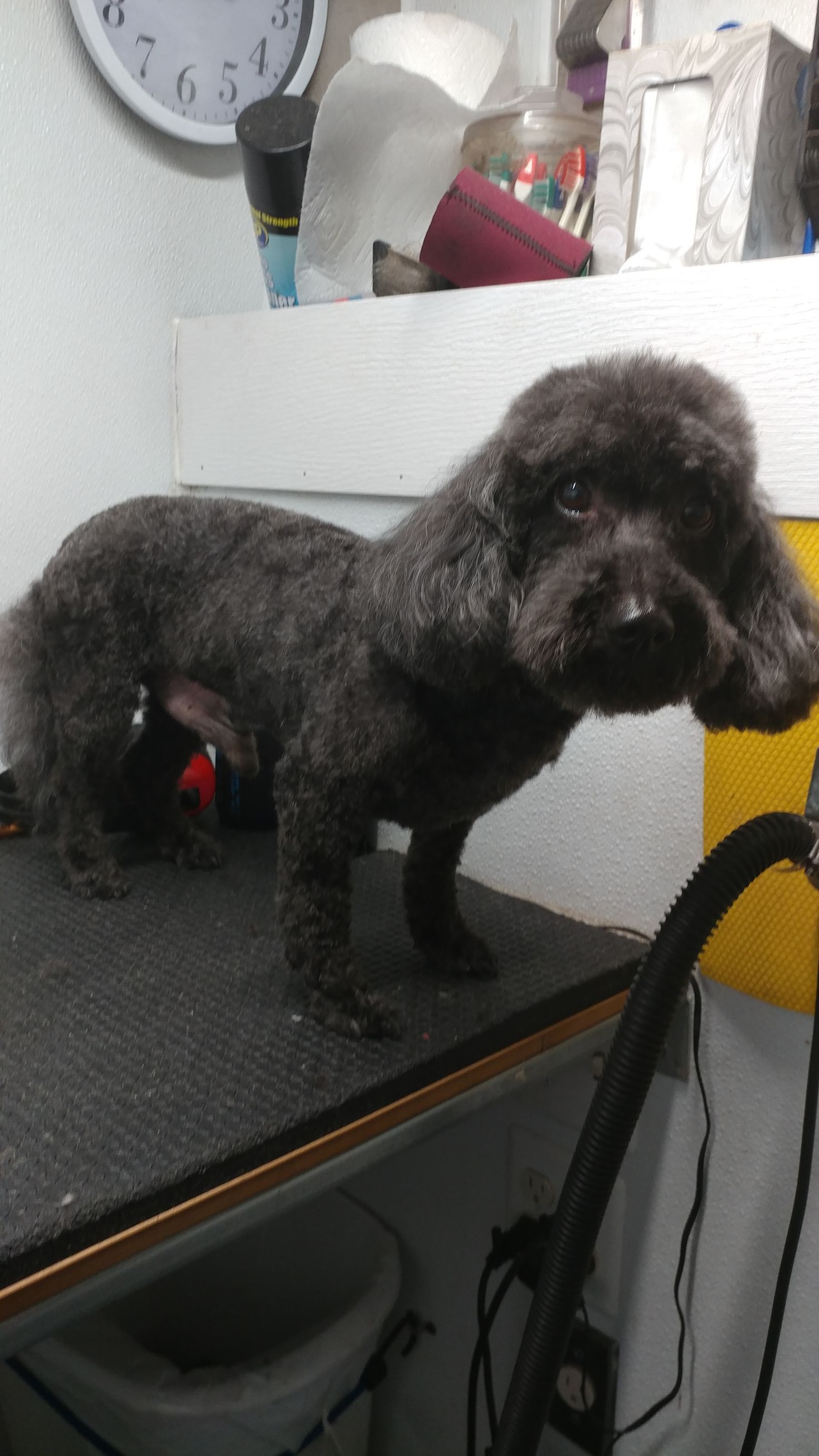 Black poodle dog on grooming table, freshly cut fur, looking at camera.